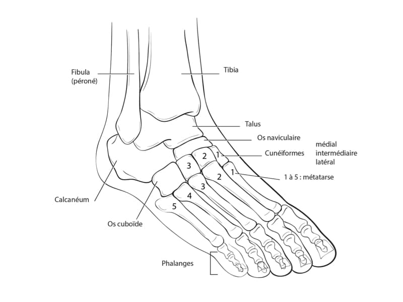 anatomie du pied bot